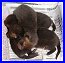 Baby Foxes - Click for a better view