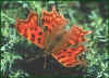Comma Butterfly