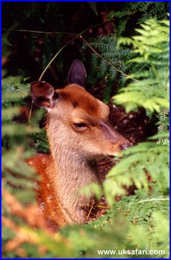 Deer