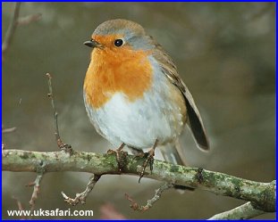 Robin