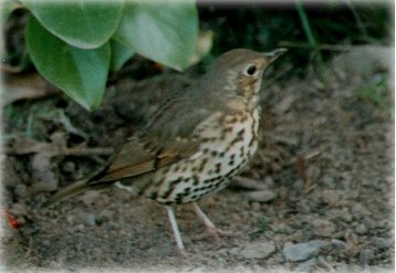 Thrush