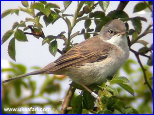 Whitethroat