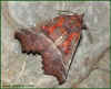 heraldmoth.jpg (28433 bytes)