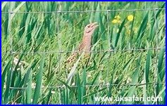Corncrake