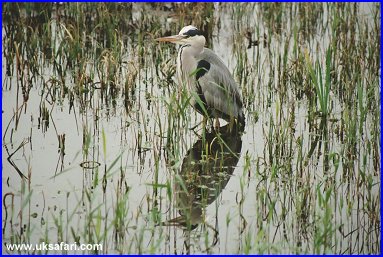 Grey Heron