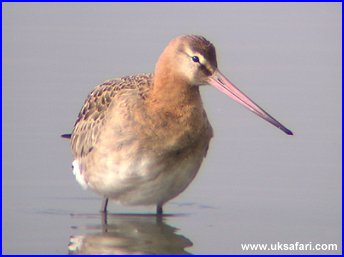 Black-Tailed Godwit