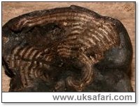 Alfred's Cake Cut in Half - Photo � Copyright 2003 Gary Bradley
