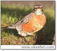 American Robin - Photo � Copyright 2005 Steve Botham
