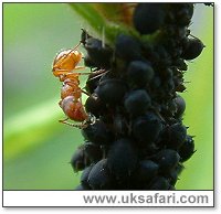 Ant drinking honeydew - Photo � Copyright 2004 Gary Bradley