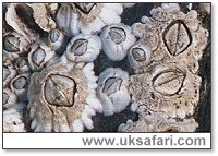 Barnacles - Photo � Copyright 2003 Gary Bradley
