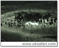 Greater Horseshoe Bats in a cave  - Photo � Copyright 2005 Roger Jones