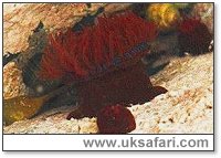 Beadlets - Photo � Copyright 2002 Gary Bradley