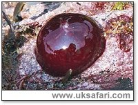 Beadlet Anemone Closed - Photo � Copyright 2001 Gary Bradley