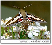 Bedstraw Hawk-moth - Photo � Copyright 2007 Nigel Harland