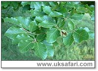 Beech Branch - Photo � Copyright 2003 Gary Bradley
