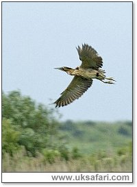 Bittern - Photo � Copyright 2005 Tony Margiocchi