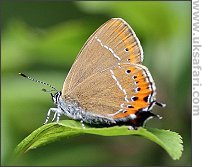 Black hairstreak - Photo � Copyright 2007 Dean Eades