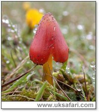 Blackening Wax Caps - Photo � Copyright 2004 Steve Botham