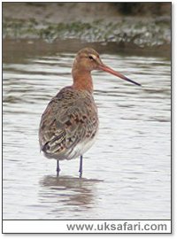 Black-Tailed Godwit - Photo � Copyright 2005 Steve Botham: s.botham@ntlworld.com
