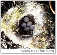 Blue Tit Nest - Photo � Copyright 2001 Gary Bradley