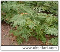 Bracken - Photo � Copyright 2004 Gary Bradley