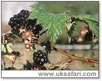 Bramble - Photo � Copyright 2001 Gary Bradley