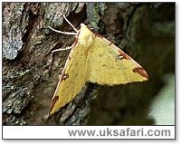 Brimstone Moth - Photo � Copyright 2000 Gary Bradley