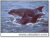 Dolphins - Photo � Copyright 2003 Tom Walmsley / SplashdownDirect.com 