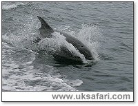 Bottle-Nosed Dolphin - Photo � Copyright 2005 Chris Edwards