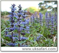 Bugle - Photo � Copyright 2000 Gary Bradley