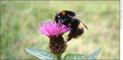 Bumblebee feeding on Knapweed