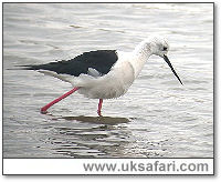 Black-Winged Stilt - Photo � Copyright 2005 Steve Botham