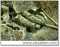 Enoicyla pusilla larvae - Photo � Copyright 2005 Tony Wharton
