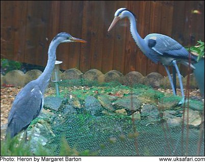 Photo � Copyright 2009 Margaret Barton