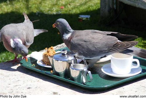 Caption Photo � Copyright 2009 John Dye