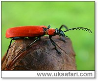 Cardinal Beetle - Photo � Copyright 2003 Gary Bradley