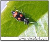 One of the smaller cardinal beetles found in the UK - Photo � Copyright 2003 Gary Bradley