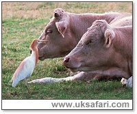 Cattle Egret with Cows - Photo � Copyright 2000 Gary Bradley