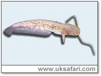 Catfish - Photo � Copyright 2004 Sue North