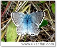 Chalk-hill Blue - Photo � Copyright 2006 Sandra Monk
