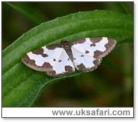 Clouded Border Moth - Photo � Copyright 2005 Julie Dawson