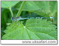 Common Blue Damselfly - Photo � Copyright 2003 Gary Bradley