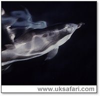 Common Dolphin