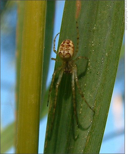Common Orb Weaver - Photo � Copyright 2003 Gary Bradley