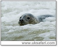 Common Seal - Photo: � 2005 Tony Margiocchi