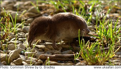 Common Shrew - Photo � Copyright 2008 G. Bradley