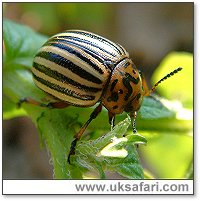 Colorado Beetle - Photo � Copyright 2005 Gary Bradley