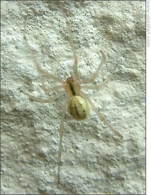 Comb-footed Spider - Photo � Copyright 2005 Gary Bradley
