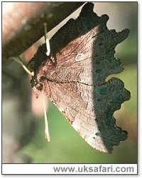 Comma Hibernating - Photo � Copyright 2000 Gary Bradley