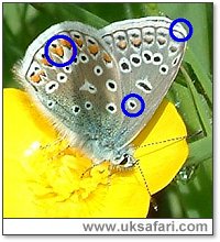 Common Blue - Photo � Copyright 2003 Gary Bradley